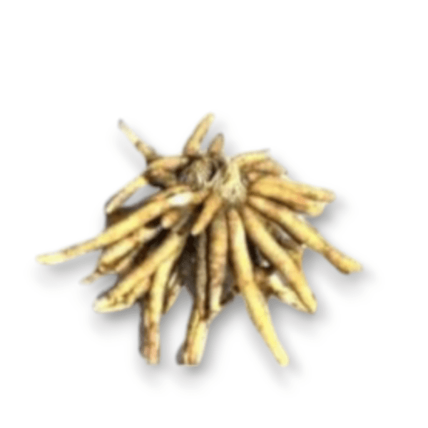 Safed Musli