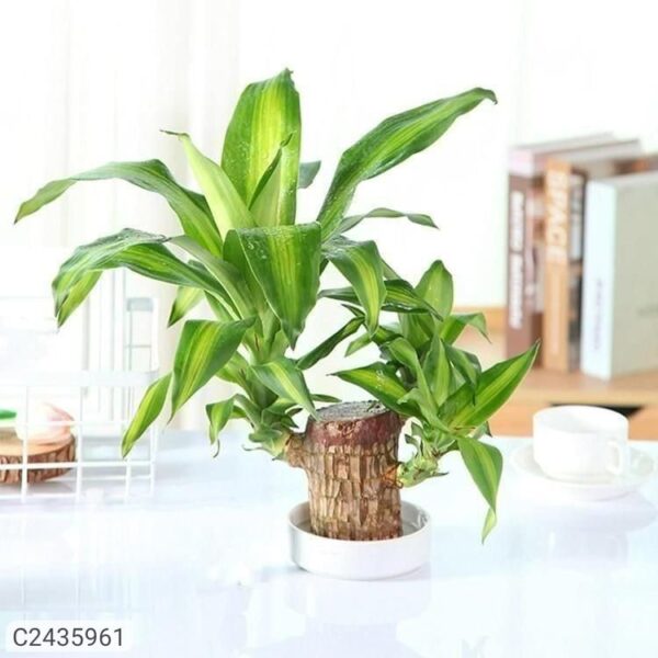 Brazilian Lucky Wood, Mini Home Plant Decorations